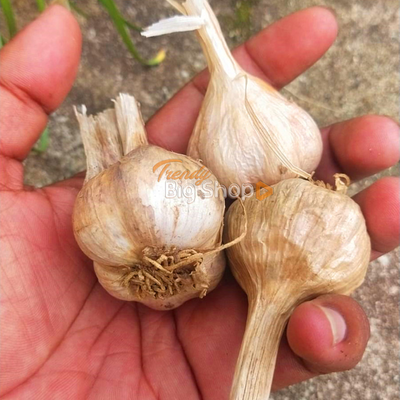 Kodaikanal Malai Poondu / Garlic, 1Kg Packing Medium Size Natural Malai Poondu, Poombarai Hills Garlic Spices in Online