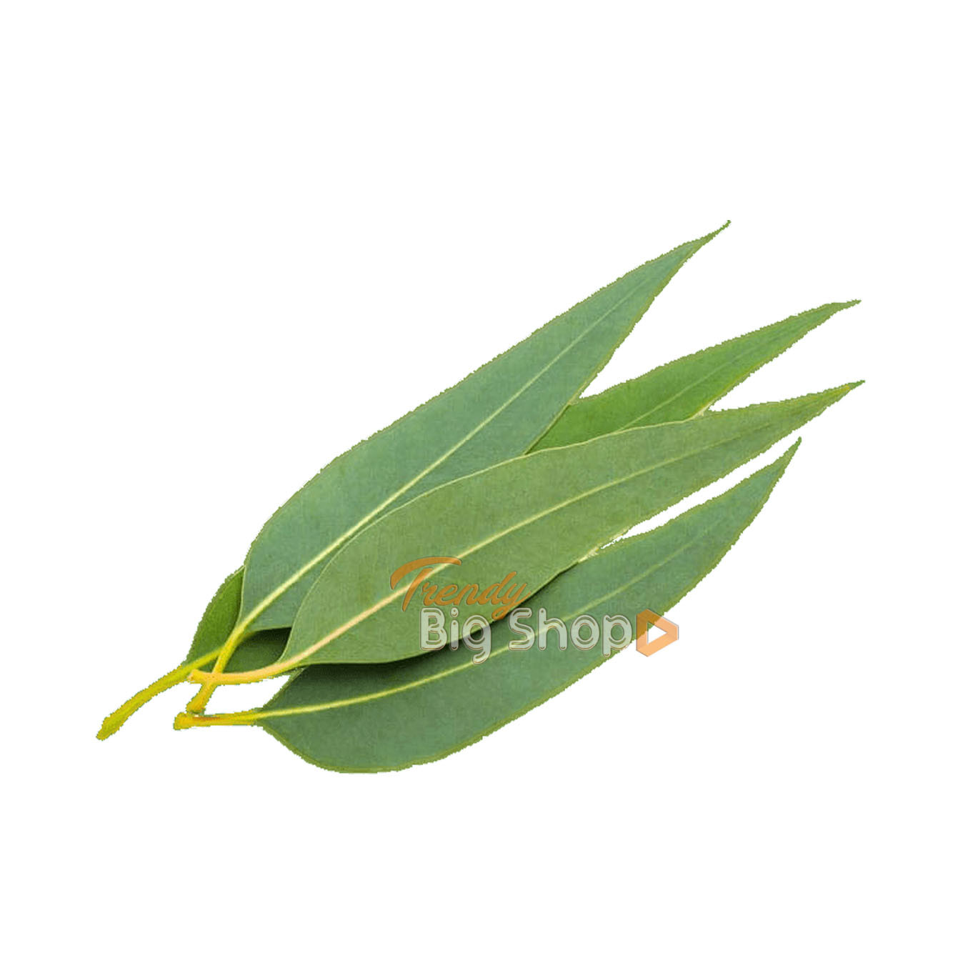 Eucalyptus Leaf 1Kg, Kodai Pure Organic Eucalyptus Leaf Online Kodaikanal